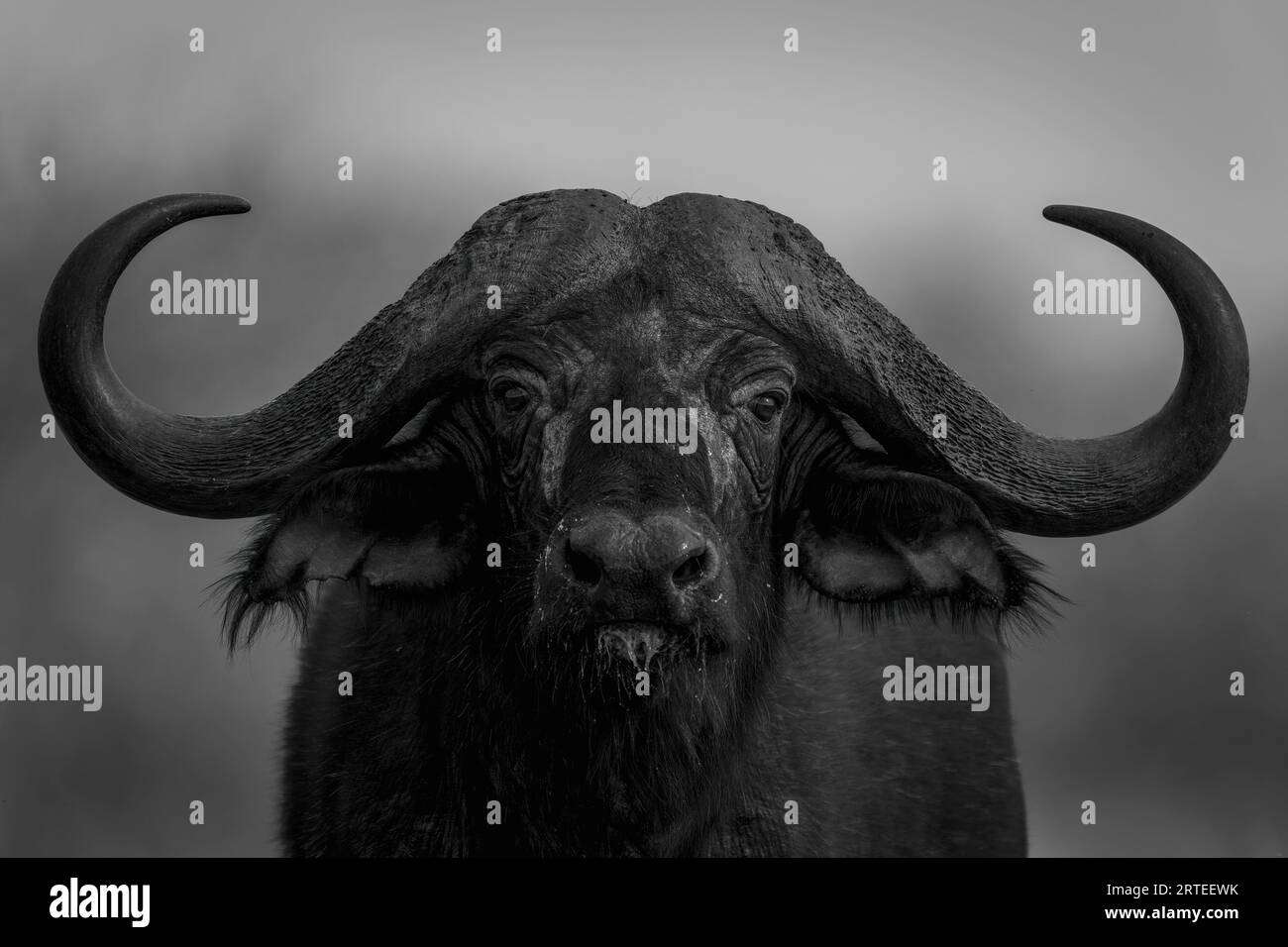 Mono, Nahaufnahme Porträt eines Cape Buffalo (Syncerus Caffer) stehend, mit Blick auf die Kamera in Segera; Segera, Laikipia, Kenia Stockfoto