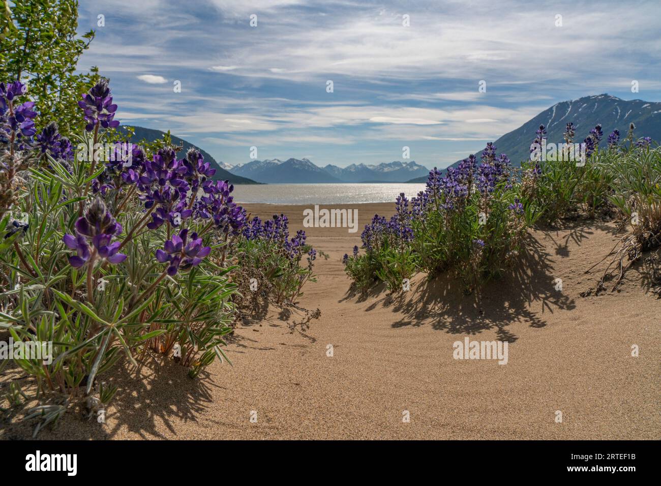 Lupinen (Lupinus kuschei) blühen im Vordergrund mit dem See Bennett und den Silhouetten der Berge in der Ferne an einem schönen Sommertag im... Stockfoto