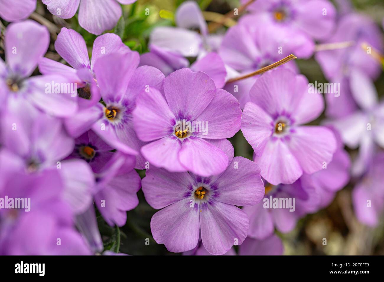 Nahaufnahme von Common Phlox (Phlox paniculata) blüht in reichlich im nördlichen Yukon; Yukon Territory, Kanada Stockfoto