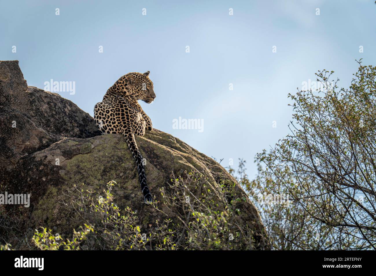 Blick von hinten auf einen Leoparden (Panthera pardus), der auf sonnendurchfluteten Felsen liegt und vom felsigen Hügel gegen einen blauen Himmel herabblickt; Laikipia, Kenia Stockfoto