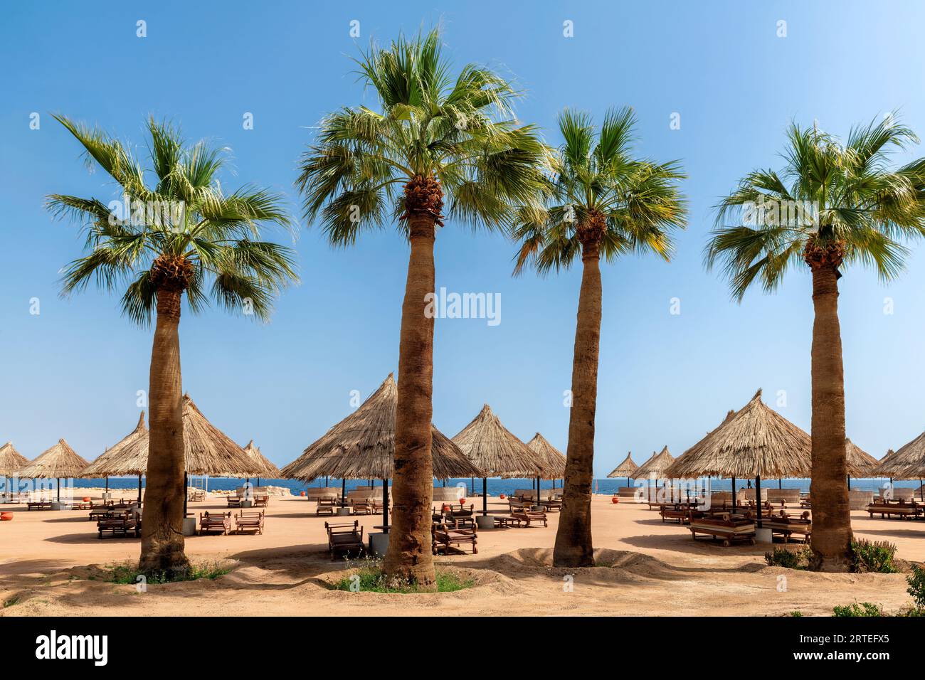 Palmen in sonnigem Strand tropisches Resort im Roten Meer Korallenriff in Sharm El Sheikh, Ägypten. Stockfoto