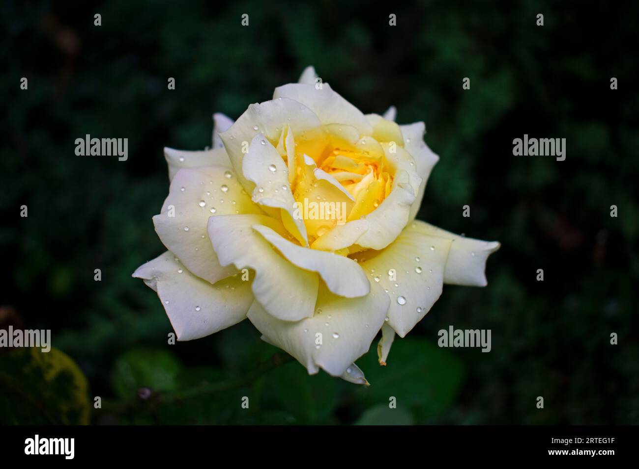 Einzelne große gelbe Rose, mit Anklängen von Rosa auf den äußeren Blütenblättern, auf einem unscharfen grünen Hintergrund -27 Stockfoto