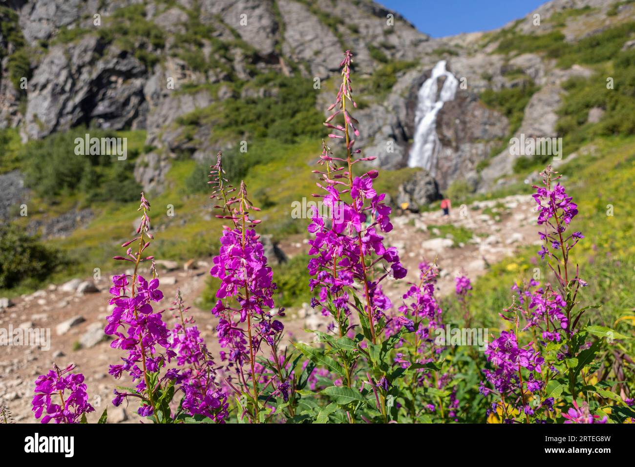 Feuerweed (Chamaenerion angustifolium) im Sommer in Blüte, mit Eska Falls Wasserfall im Hintergrund und Wanderer, die in der Talkeetna zu ihm wandern... Stockfoto