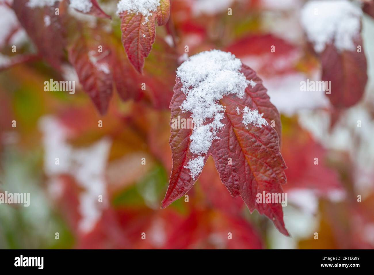 Der erste Schnee der Saison staubt die roten Blätter eines herbstfarbenen Busches; Anchorage, Alaska, USA Stockfoto