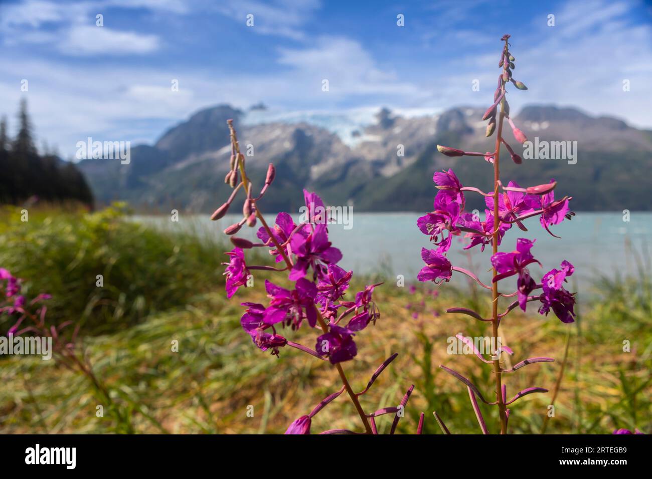Feuerweed (Chamaenerion angustifolium) in Blüte an einem sonnigen Sommertag auf Holgate Arm, mit einem unbenannten Gletscher über dem Wasser im Kenai ... Stockfoto