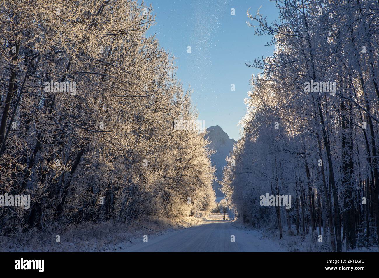Frost flößt die Luft, kommt von frostigen Bäumen, säumt eine Straße in Palmer, Alaska, an einem sonnigen, blauen Himmel, Wintertag mit den Twin Peaks im Chugach M.. Stockfoto