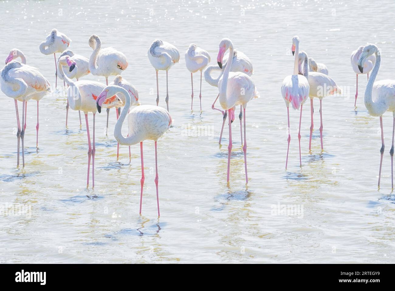 Flamingos, die in flachem Wasser waten, in hochklassiger Beleuchtung verarbeitet; Sainte Marie de la Mer, Frankreich Stockfoto