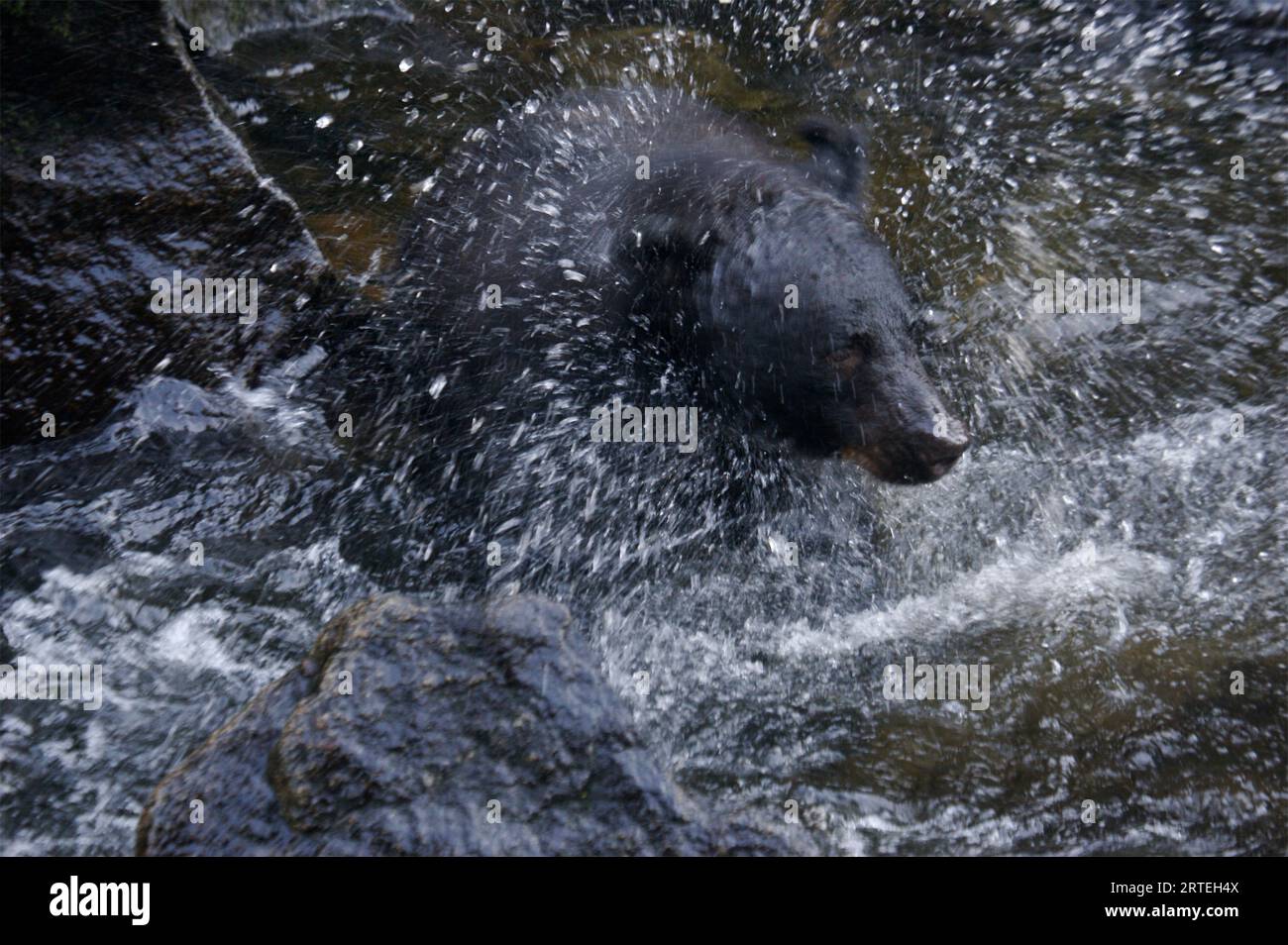 Schwarzbär (Ursus americanus) schüttelt beim Lachsjagen in Anan Creek, Alaska, USA, Alaska, USA Stockfoto