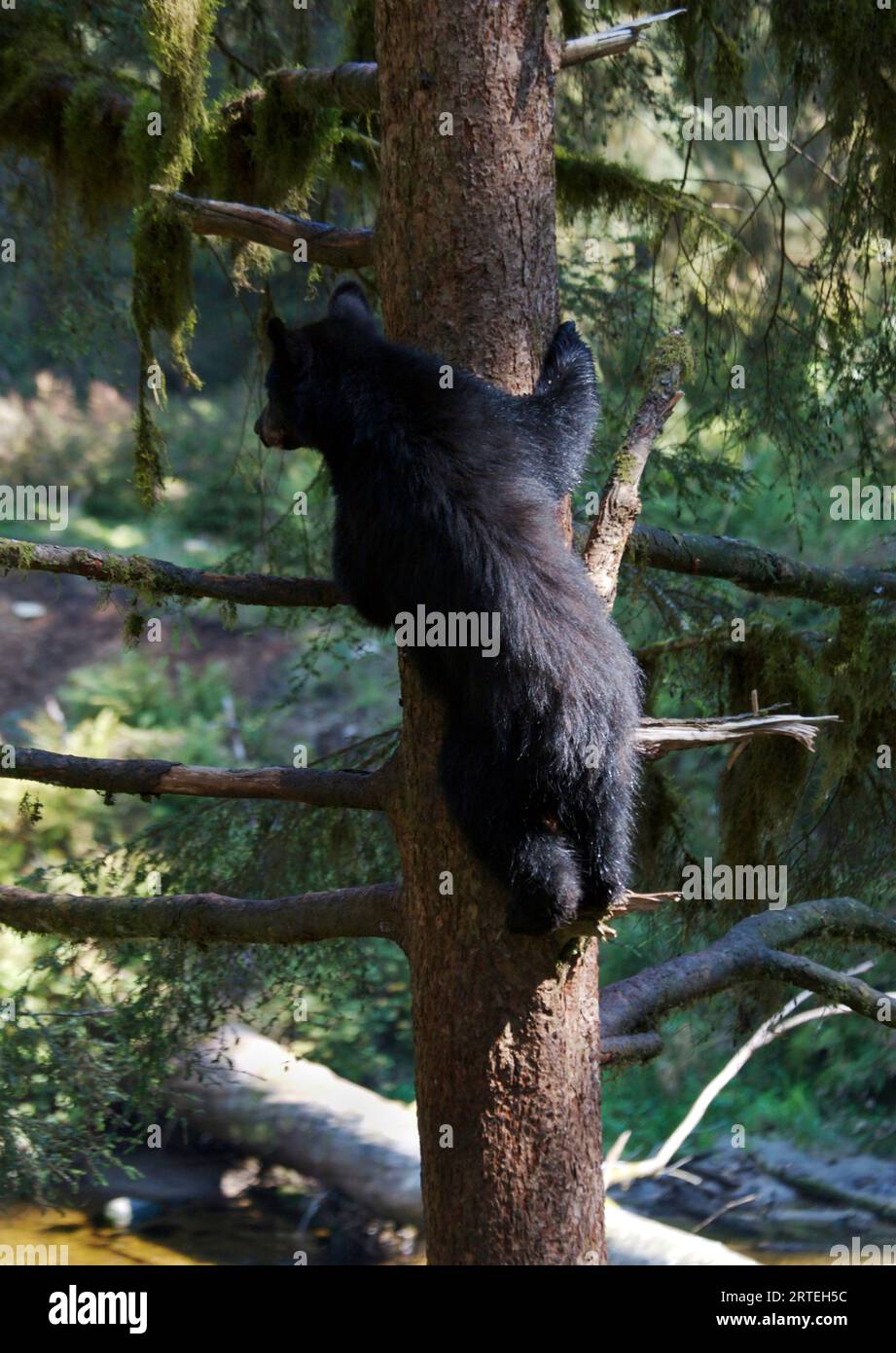 Schwarzbär (Ursus americanus) im Tongass National Forest; Anan Creek, Alaska, Vereinigte Staaten von Amerika Stockfoto