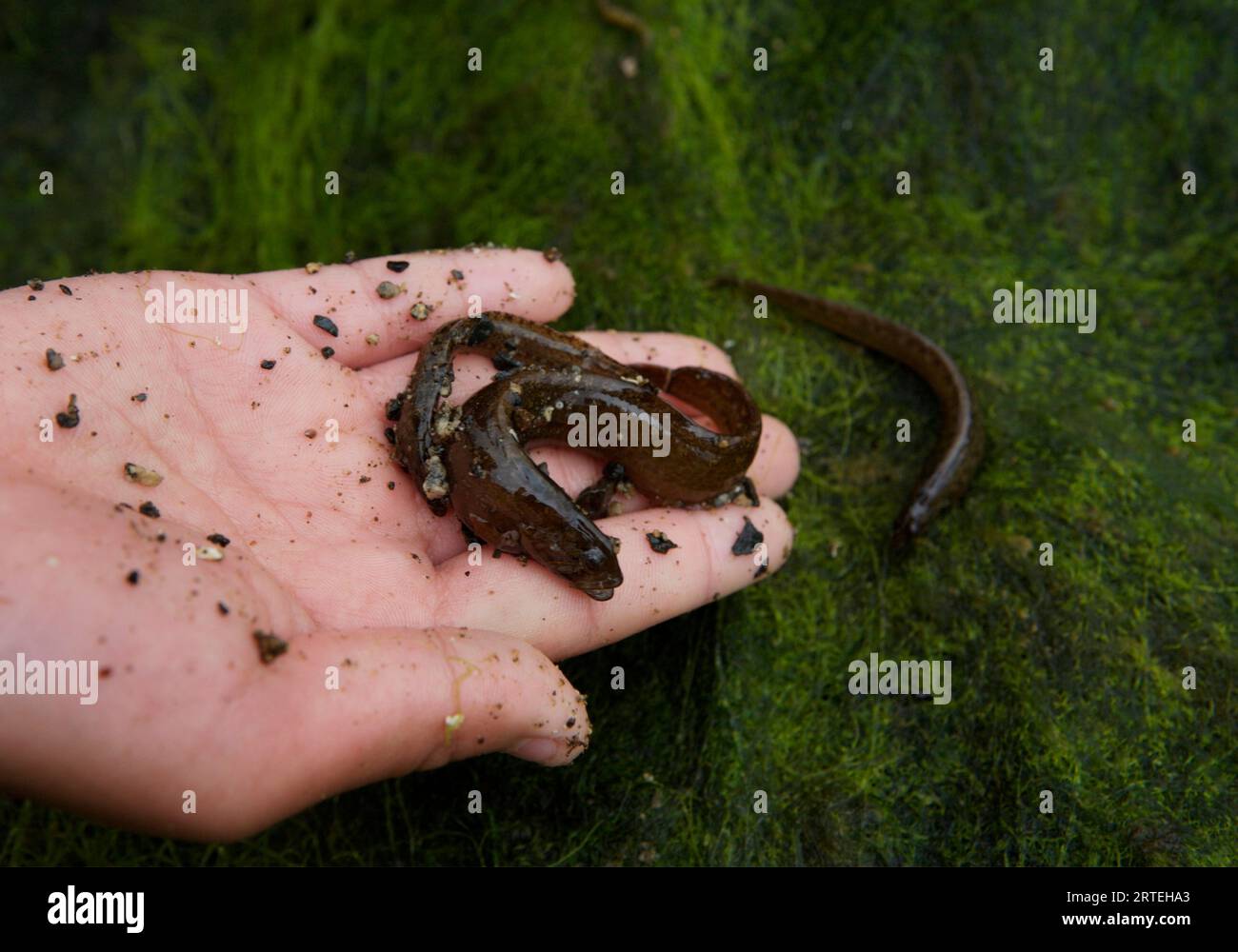 Wassertiere in Algen; Chichigof Island, Alaska, Vereinigte Staaten von Amerika Stockfoto