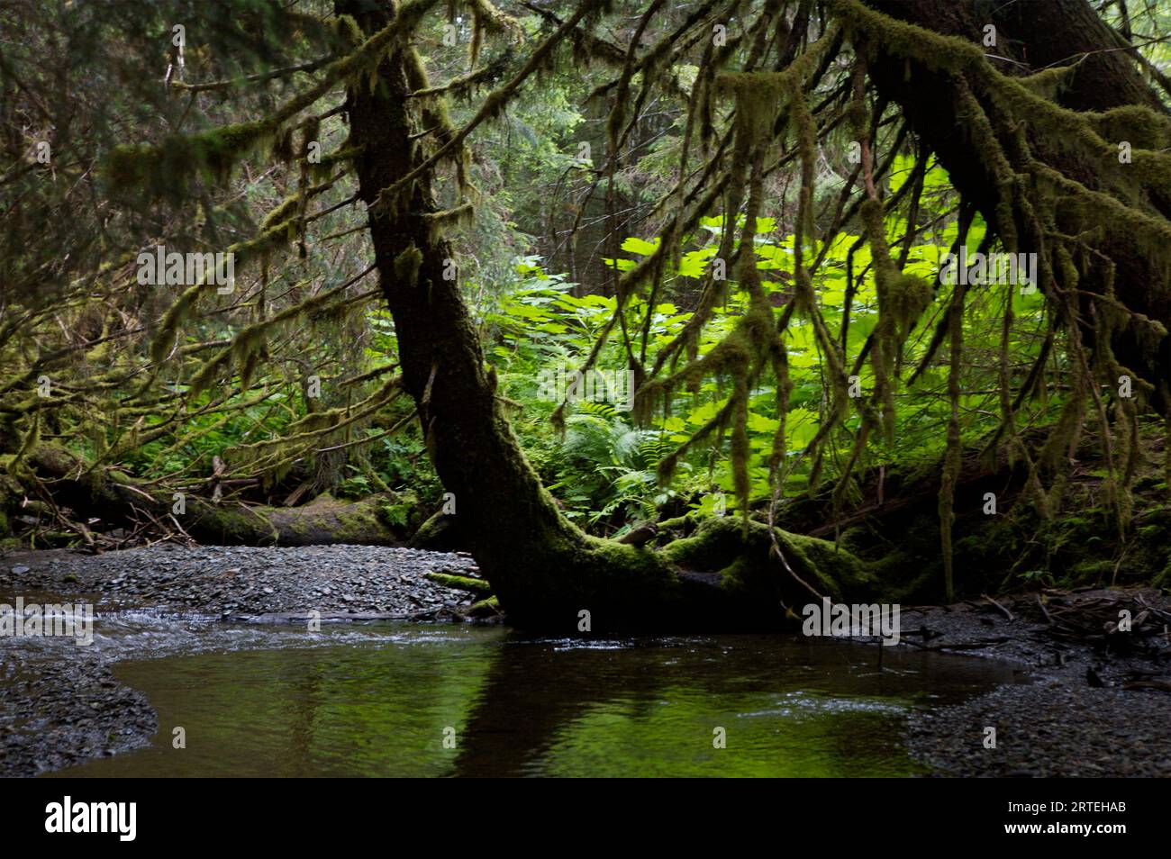 Moosbedeckte Bäume im Tongass National Forest; Chichigof Island, Alaska, Vereinigte Staaten von Amerika Stockfoto