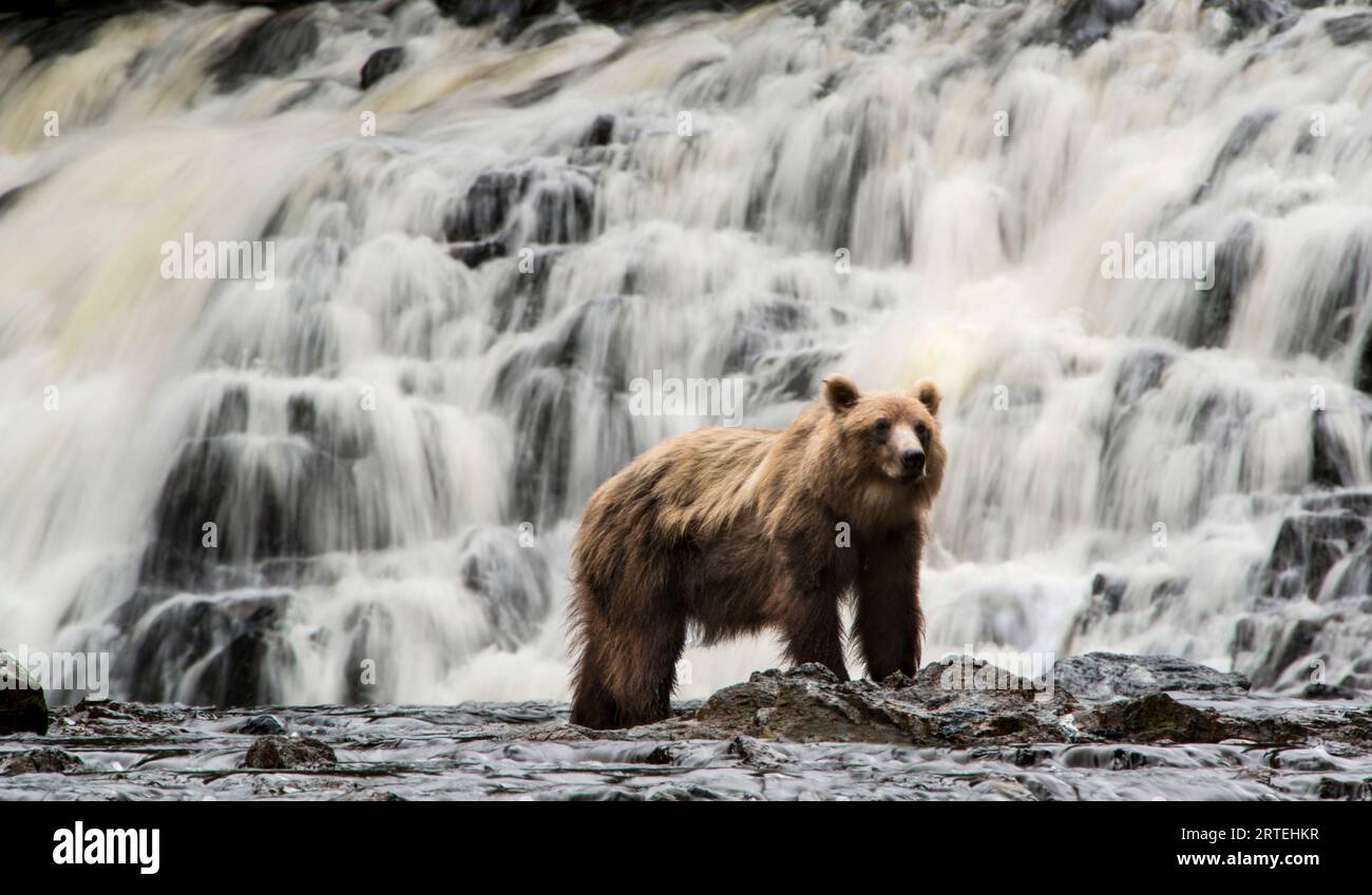 Der Braunbär der Alaska Peninsula (Ursus arctos gyas) steht in der Nähe eines Wasserfalls im Pavlof Harbor, während er auf Sockaugenlachs fischt Stockfoto