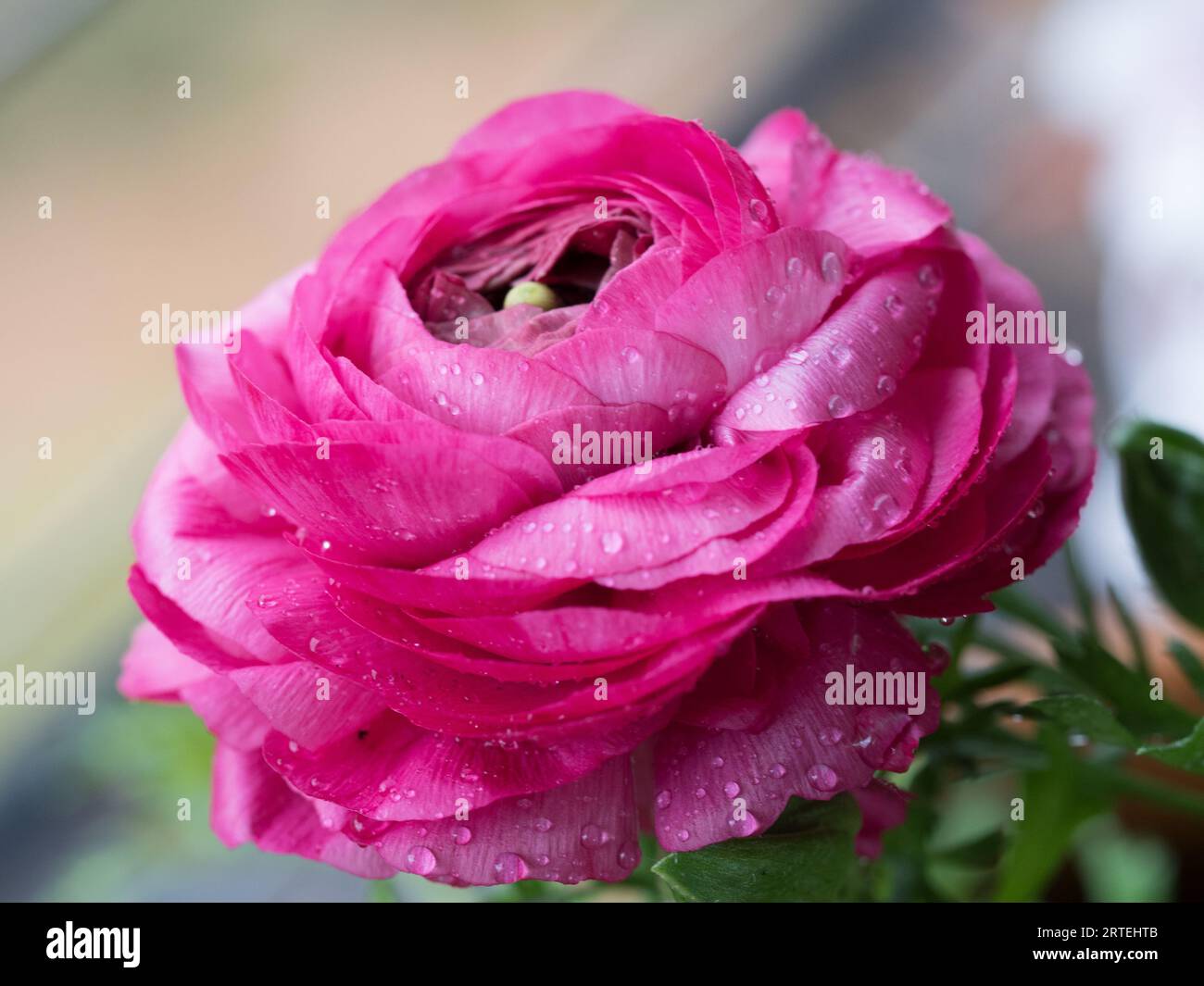 Ranunculus-Blume, auch Turban Buttercup genannt, dunkelrosa in voller Blüte, wächst in einem australischen Garten Stockfoto