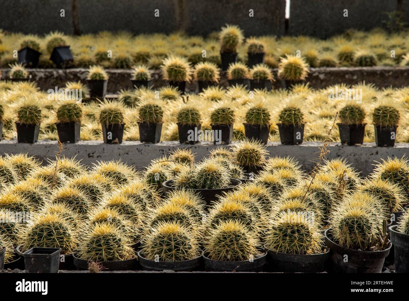 Ausstellung zahlreicher Kaktuspflanzen in Töpfen zum Verkauf, die von einer weiblichen Genossenschaft in Matehuala, Mexiko, zum Verkauf angebaut werden Stockfoto