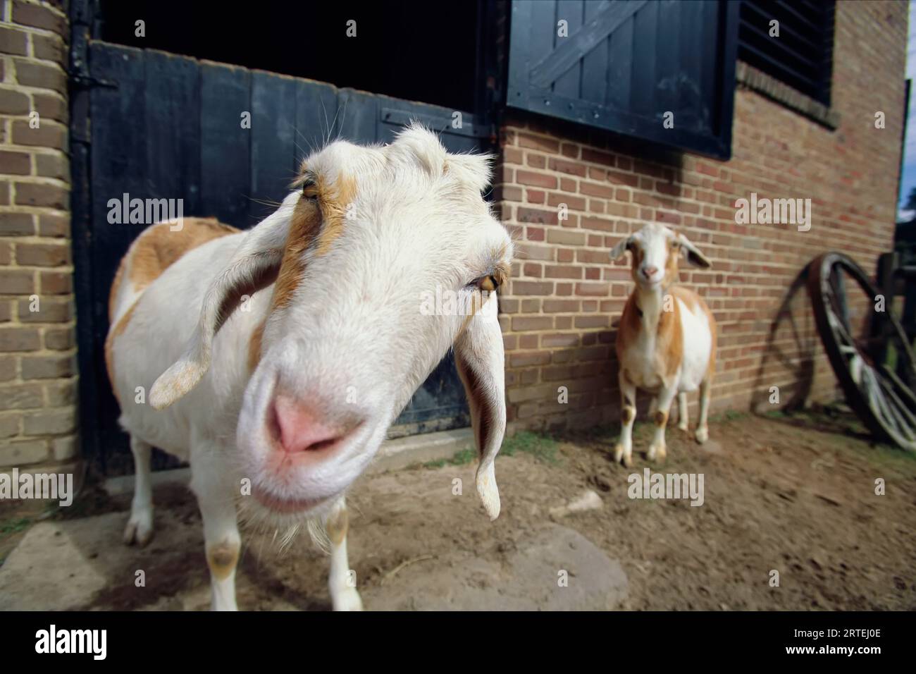 Eine Ziege blickt neugierig in die Kamera: Middleton Place, South Carolina, USA Stockfoto