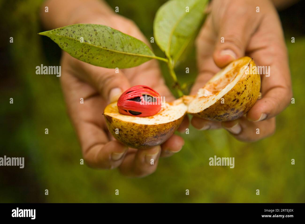 Frische Muskatnuss, die auf einem Bauernhof in Kerala, Indien, angebaut wird; Kerala, Indien Stockfoto