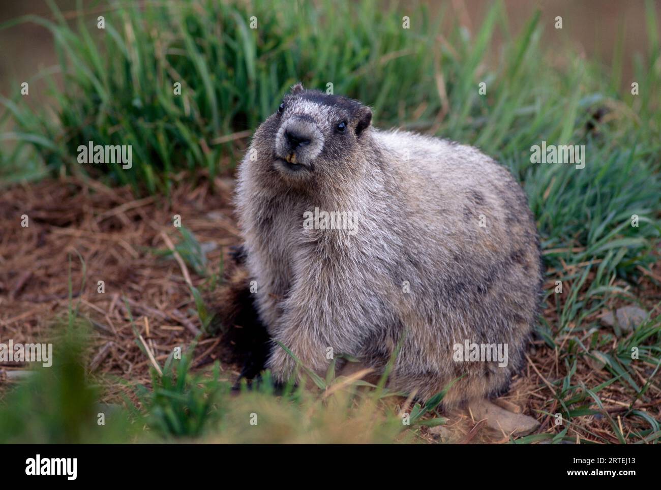 Porträt eines Murmeltieres (Marmota caligata) im Denali National Park and Preserve; Alaska, Vereinigte Staaten von Amerika Stockfoto