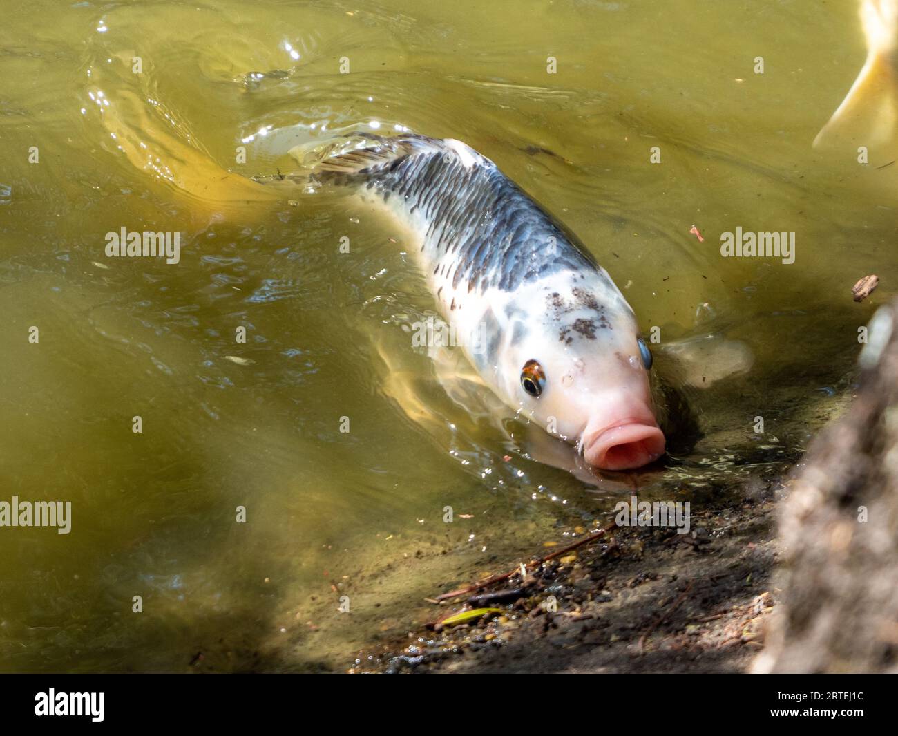 Ein dekorativer Koi-Fisch in einem Teich im Freien, der bis zum Rand schwimmt, um Essensreste zu bekommen, die jemand fallen gelassen hat Stockfoto