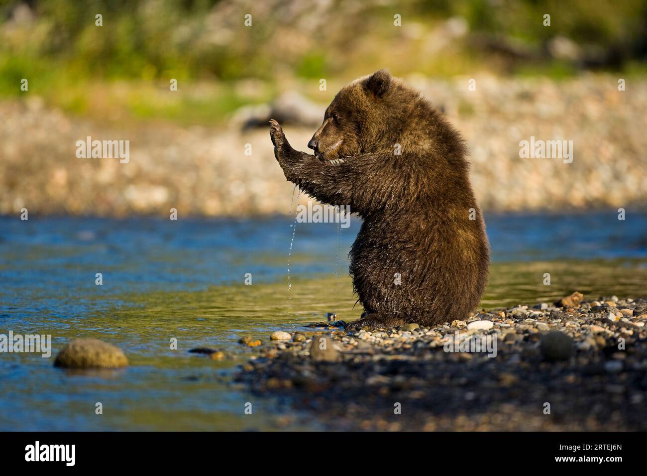 Braunbär (Ursus arctos gyas) auf der Alaska-Halbinsel, der in der Hallo Bay im Katmai-Nationalpark und Preserve in Alaska, USA, baden kann Stockfoto