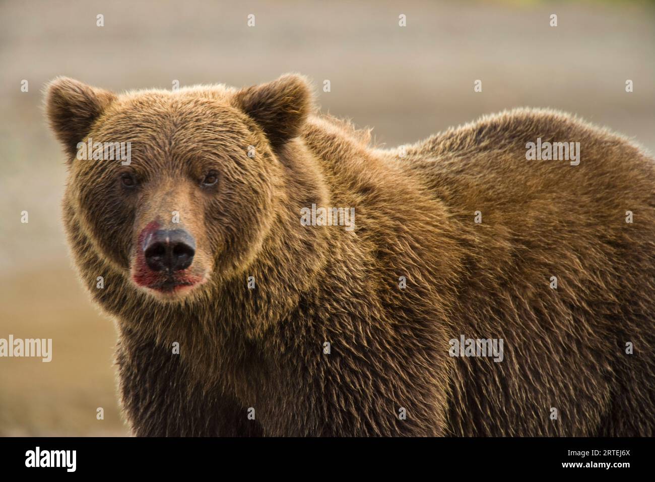 Nach der Fütterung in der Hallo Bay im Katmai National Park and Preserve, Alaska, USA Stockfoto