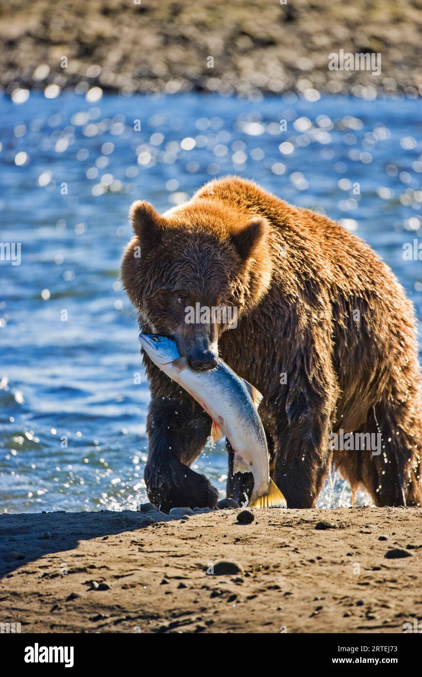 Braunbär (Ursus arctos gyas) mit Lachs in der Hallo Bay im Katmai National Park and Preserve, Alaska, USA Stockfoto
