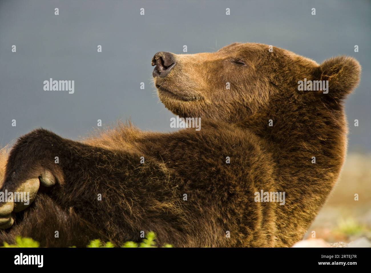 Braunbär (Ursus arctos gyas) auf der Alaska Halbinsel schlafend in der Hallo Bay im Katmai National Park and Preserve, Alaska, USA Stockfoto