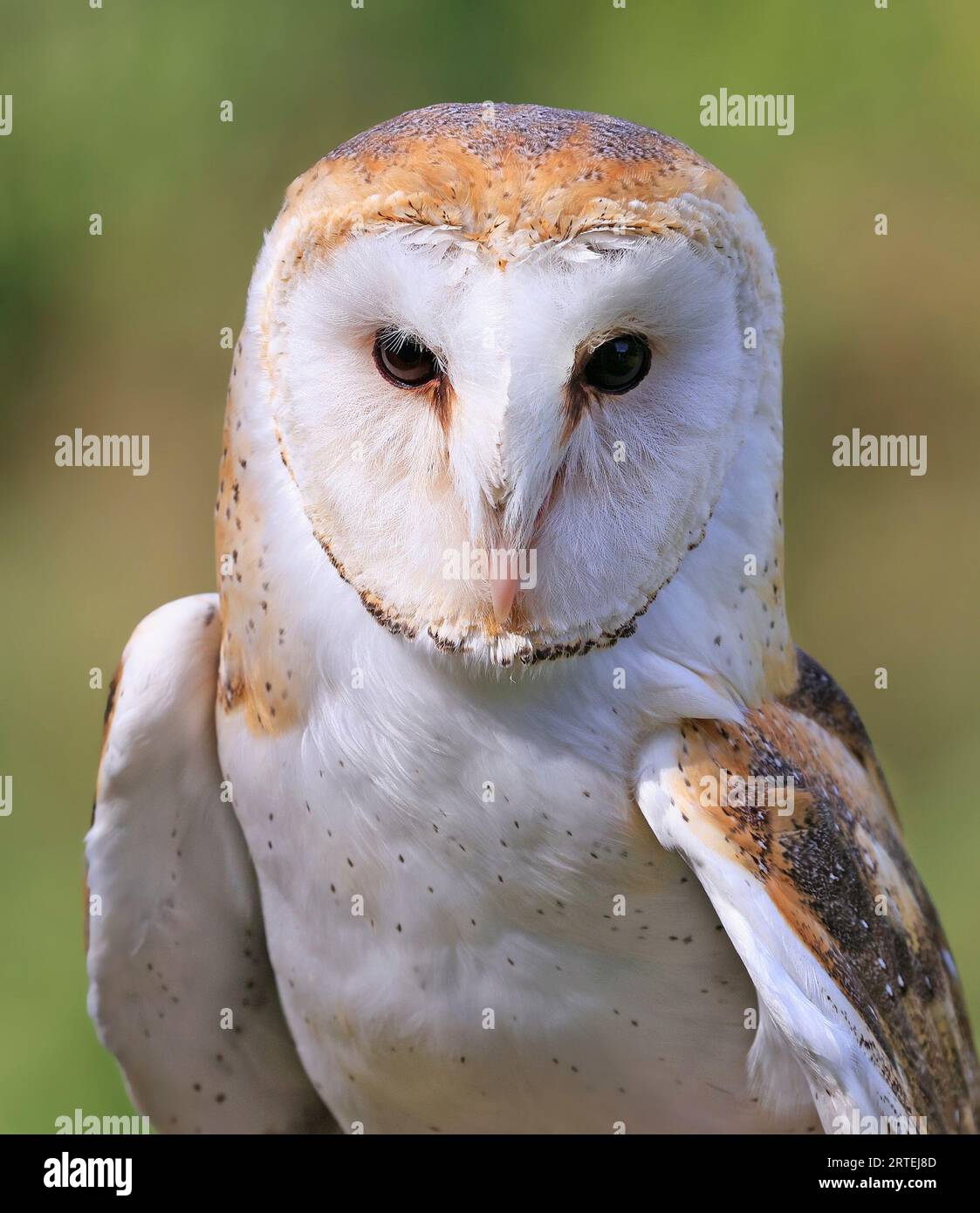 Barn Owl Portrait auf grünem und gelbem Hintergrund, Quebec, Kanada Stockfoto