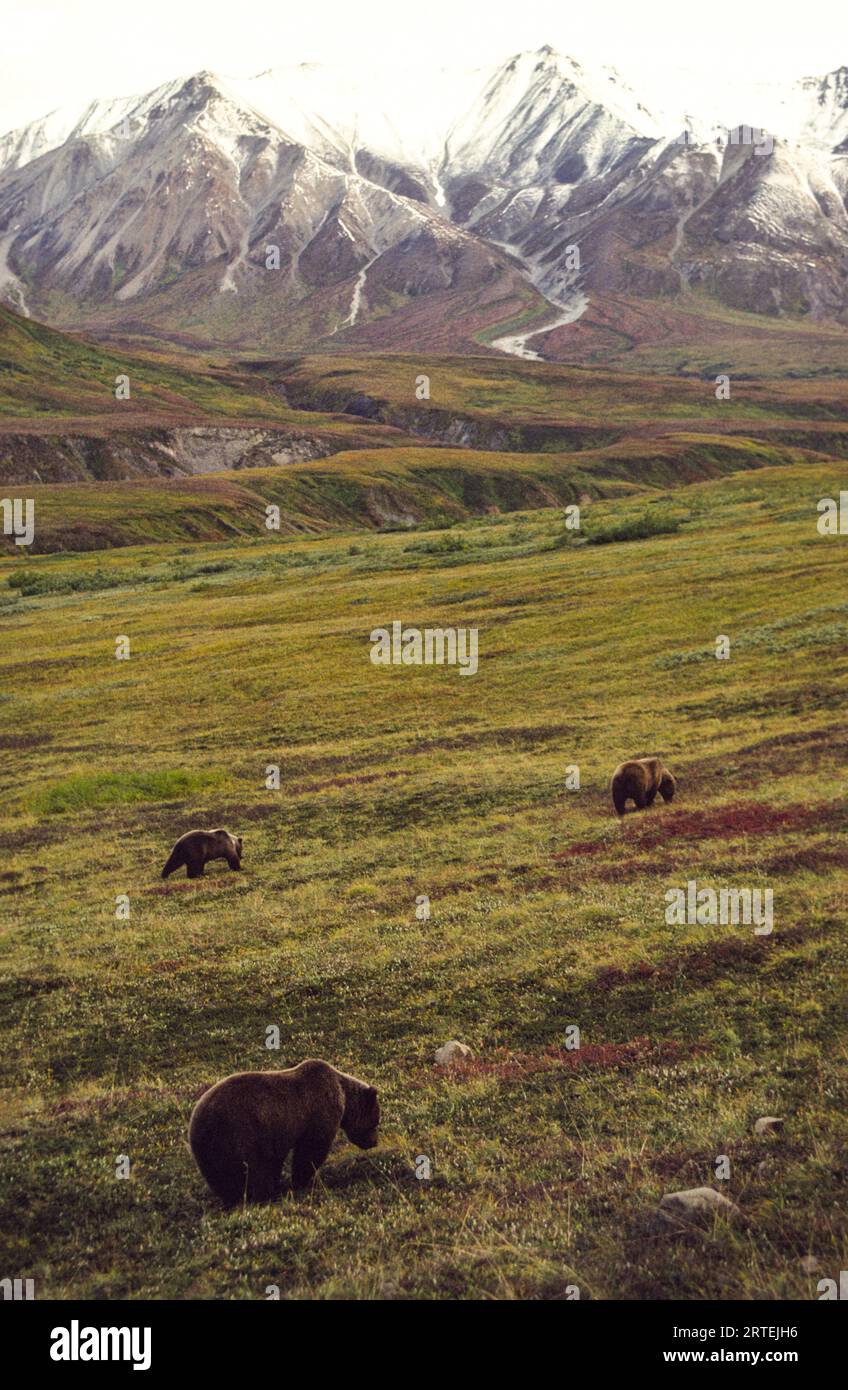 Grizzlybären (Ursus arctos horribilis), die in den Ausläufern des Mount Denali im Denali National Park and Preserve in Alaska, USA, auf der Suche sind Stockfoto