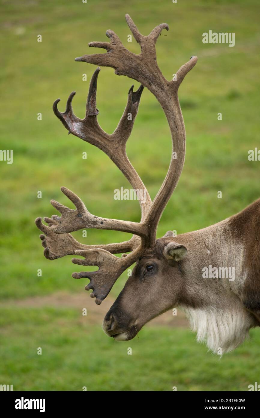 Caribou (Rangifer tarandus) in der Large Animal Research Station in Fairbanks, Alaska, USA; Fairbanks, Alaska, Vereinigte Staaten von Amerika Stockfoto