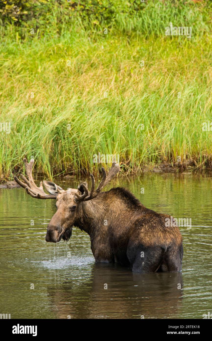 Elche (Alces alces), die im Wasser waten, Denali National Park and Preserve, Alaska, USA; Alaska, Vereinigte Staaten von Amerika Stockfoto