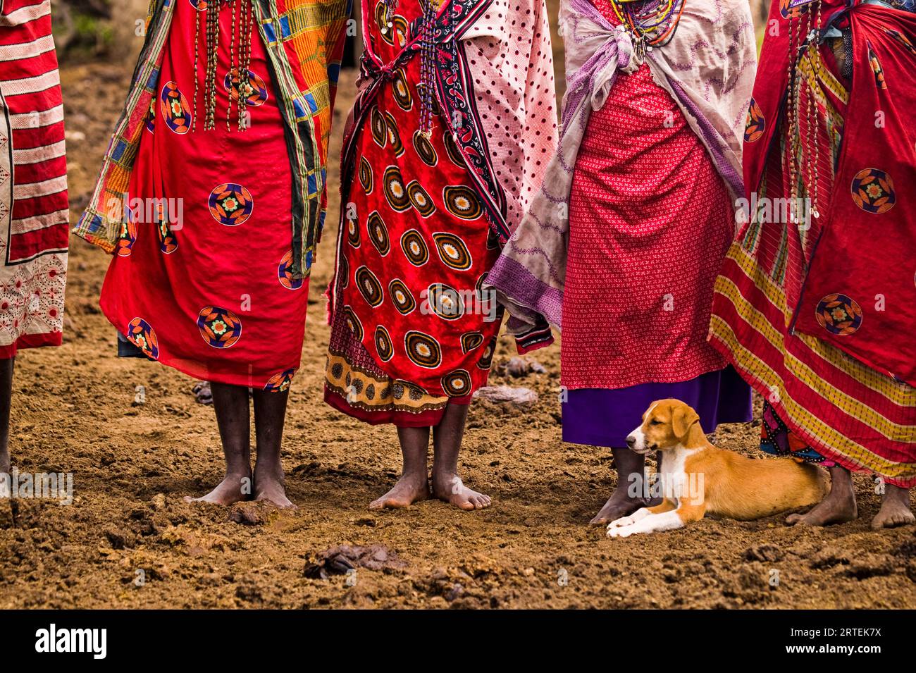 Der Hund ruht am Fuße der Masai-Frauen, die in Lieblingsrot gekleidet sind; Masai Mara, Kenia Stockfoto