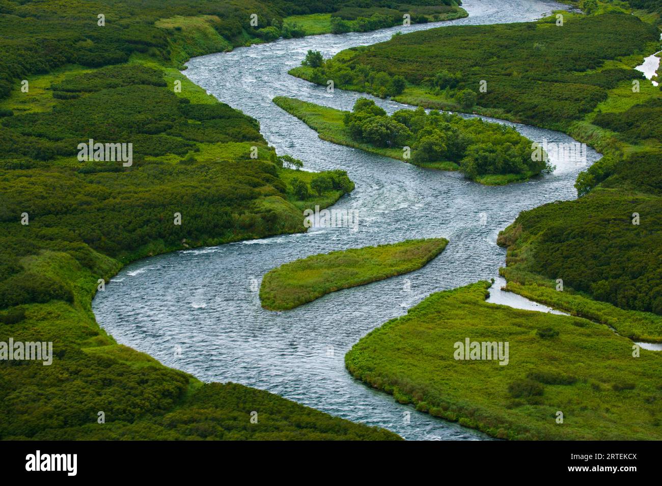 Lachse laichen in den klaren Flüssen des Kronotsky Naturreservats; Kronotsky Zapovednik, Kamtschatka, Russland Stockfoto