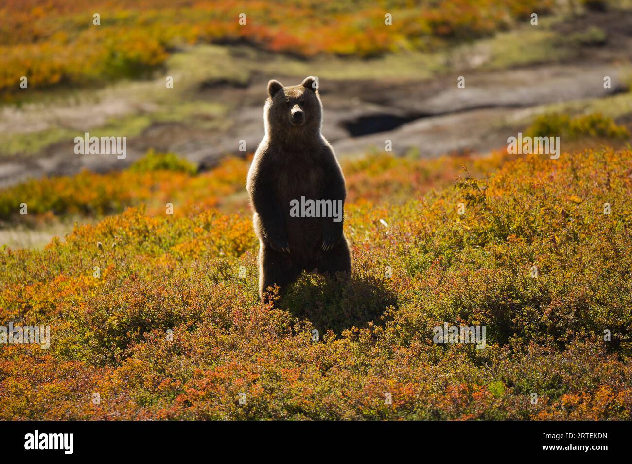 Sibirischer Braunbär (Ursus arctos beringianus), der auf seinen Hinterbeinen in der Tundra steht; Kronotsky Zapovednik, Kamtschatka, Russland Stockfoto