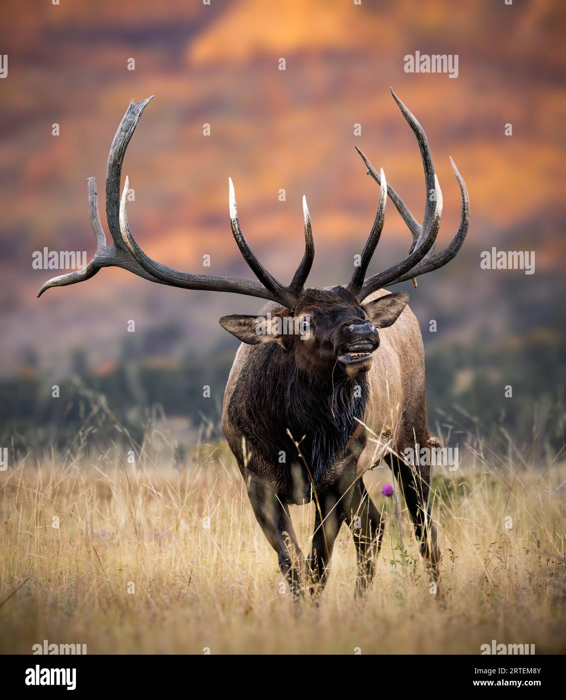 Großer Kaiserlicher Rocky Mountain Bulle Elch - cervus canadensis - Lippenlockern auf der Wiese während des Herbst Elch rut Rocky Mountain National Park, Colorado Stockfoto