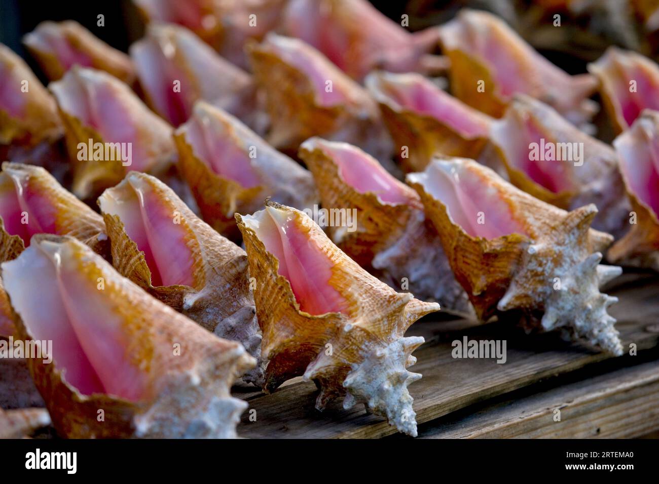 Reihen von Muscheln zum Verkauf in Tobago; Milford Bay, Tobago, Republik Trinidad und Tobago Stockfoto