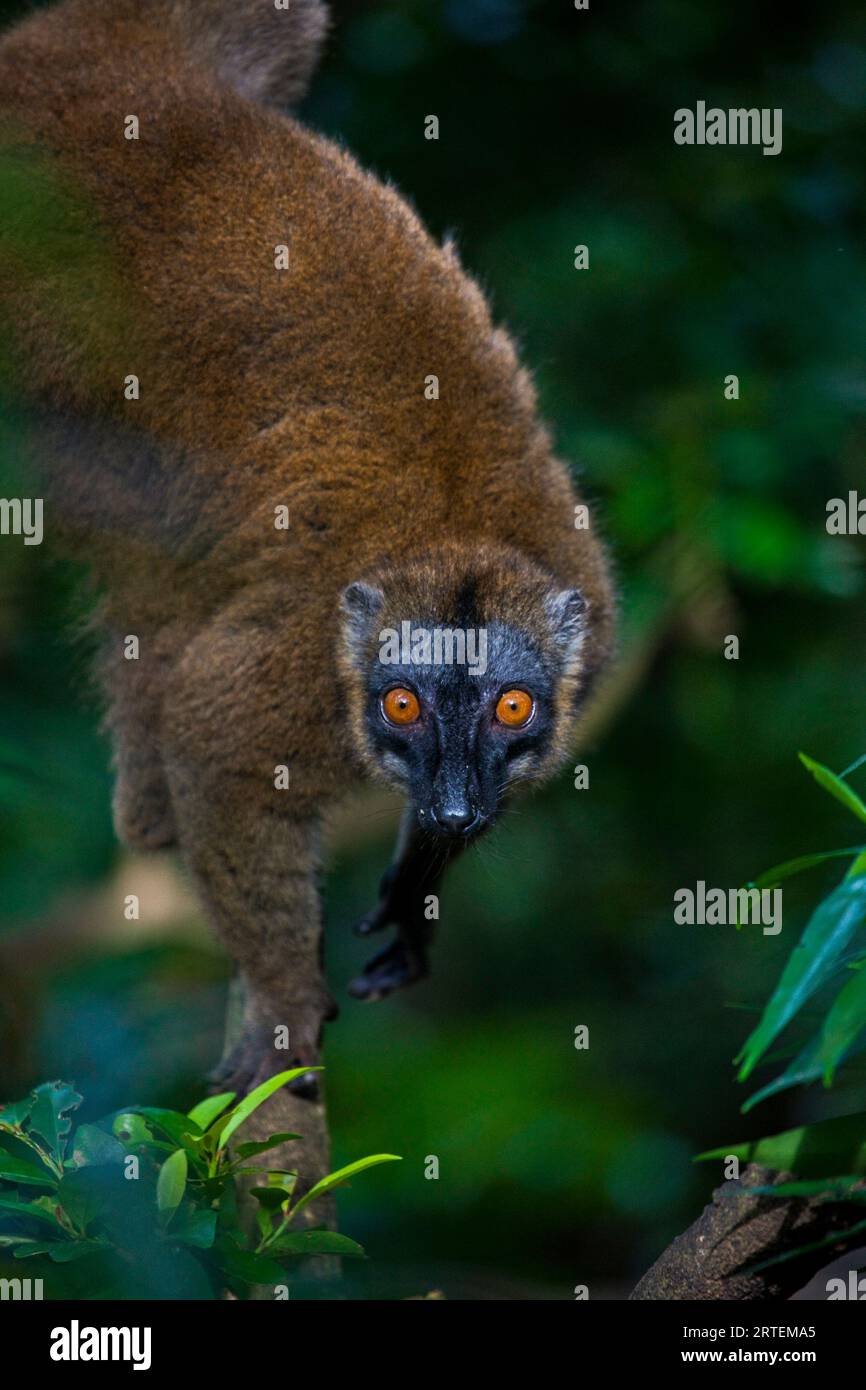 Porträt eines Lemurs in einem Baum; M'Bouzi Island, Mayotte, Mosambik Stockfoto