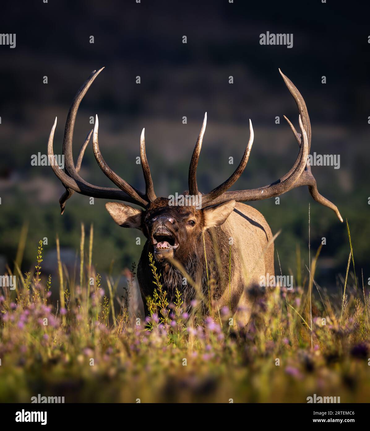 Großer Kaiserlicher Rocky Mountain Bulle Elch - cervus canadensis - Lippenlockern auf der Wiese während des Herbst Elch rut Rocky Mountain National Park, Colorado Stockfoto