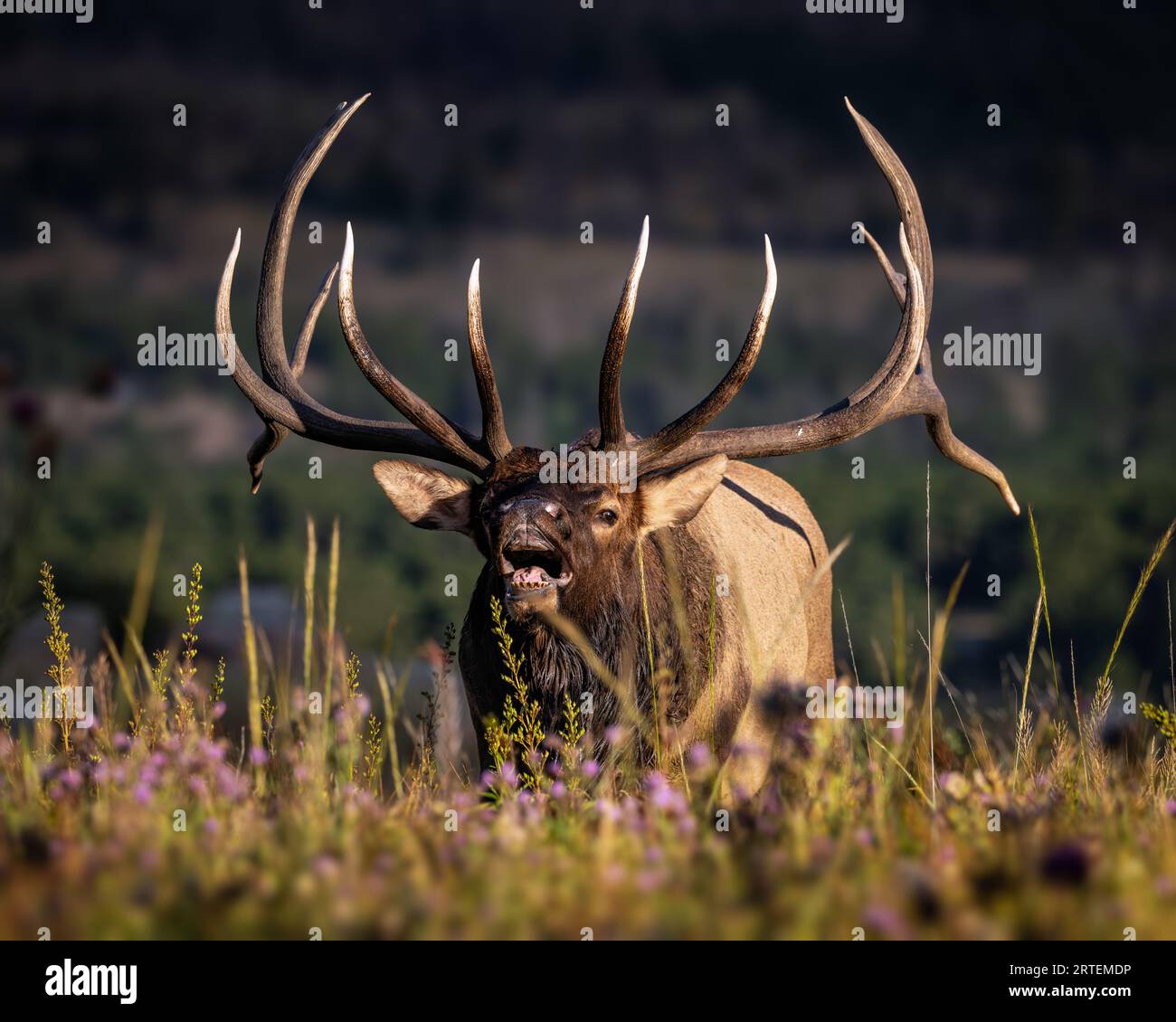 Großer Kaiserlicher Rocky Mountain Bulle Elch - cervus canadensis - Lippenlockern auf der Wiese während des Herbst Elch rut Rocky Mountain National Park, Colorado Stockfoto