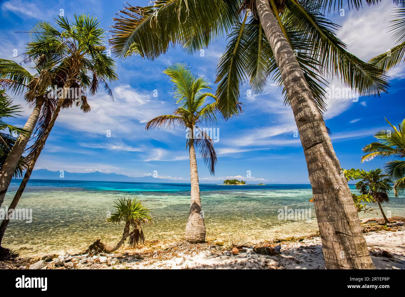 Palmen am Strand mit Blick auf das türkisfarbene Karibische Meer; Water Cay, Utila, Honduras Stockfoto
