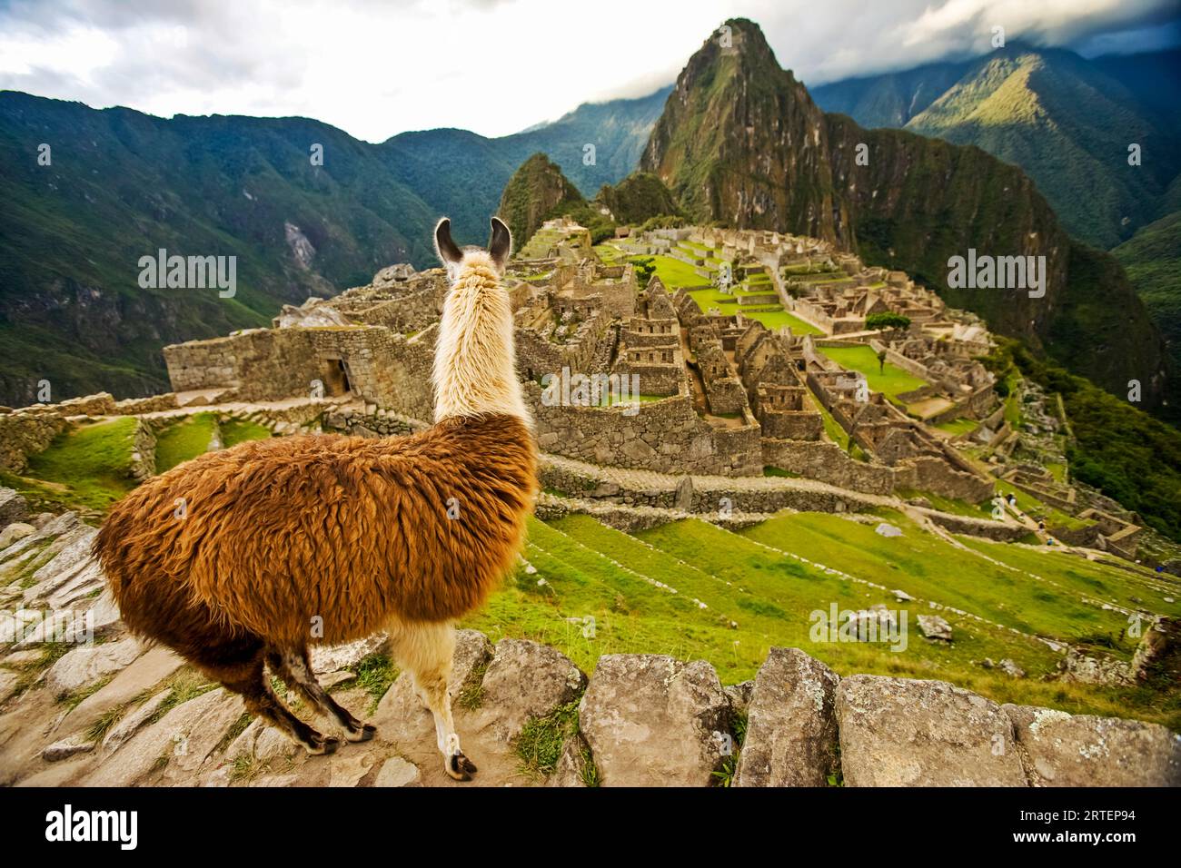 Lama (Lama glama) blickt auf rekonstruierte Steinhäuser auf Machu Picchu; Peru Stockfoto