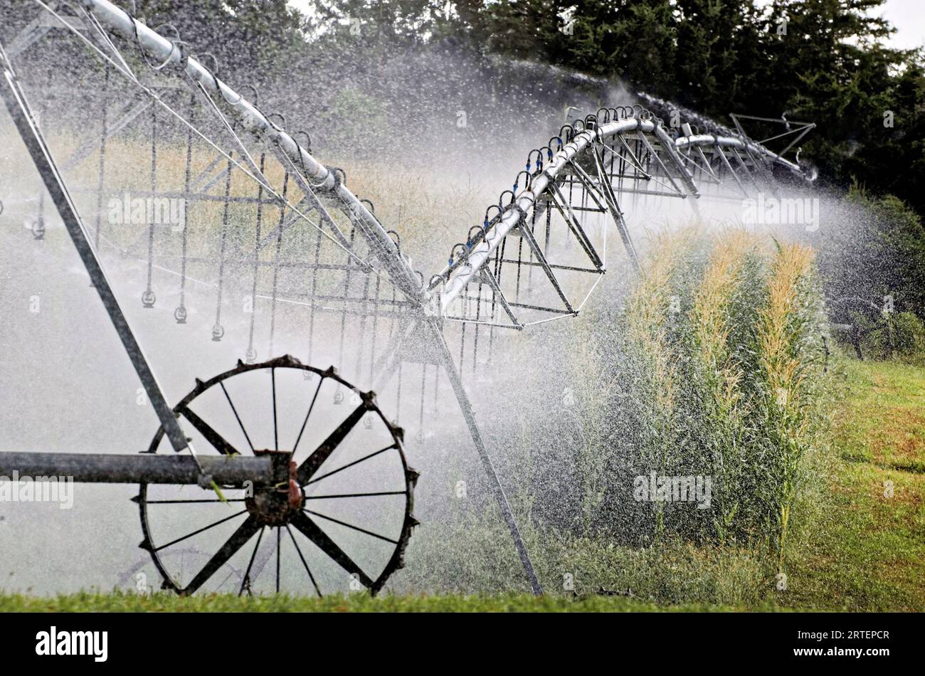 Ein Bewässerungssystem bewässert ein Sonnenblumenfeld. Nebraska. Stockfoto