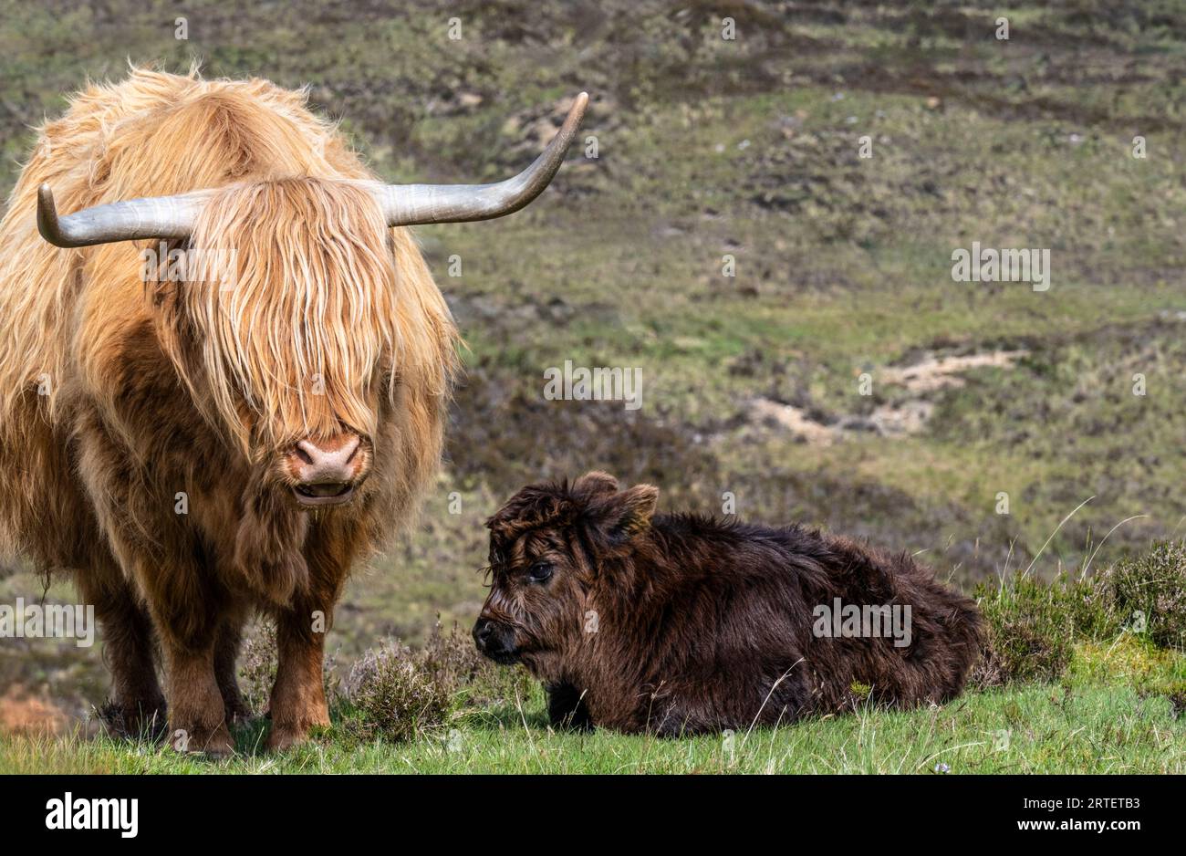 Schottische Highlands-Kuh mit langen Hörnern und zottigem Fell Stockfoto
