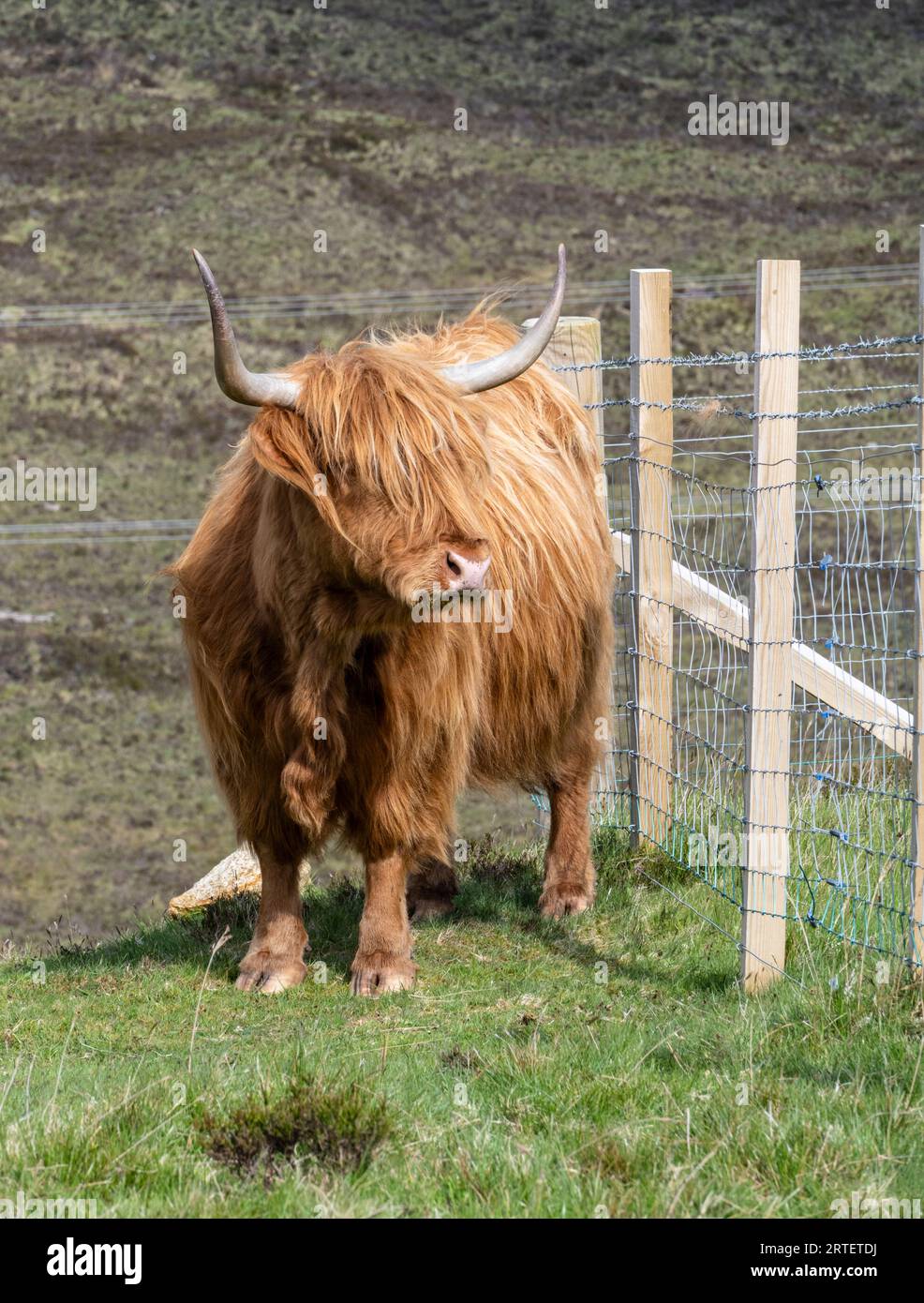 Schottische Highlands-Kuh mit langen Hörnern und zottigem Fell Stockfoto