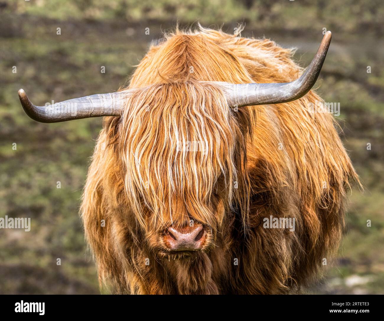 Schottische Highlands-Kuh mit langen Hörnern und zottigem Fell Stockfoto