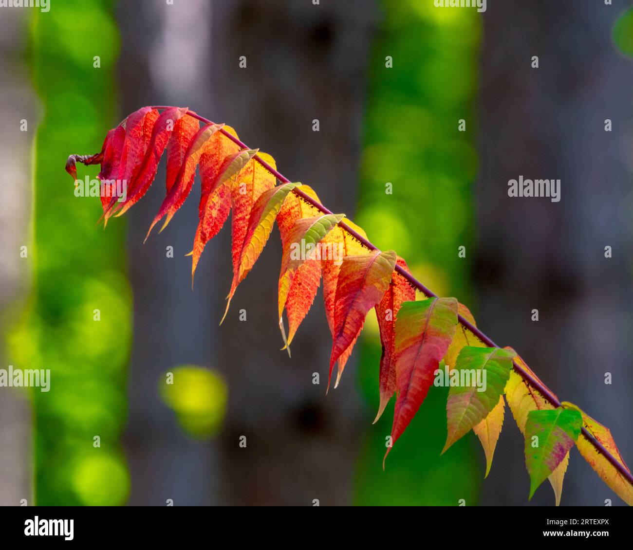 Waldvegetation farbenfrohe Blumen. Bei einem Spaziergang durch den Wald in Kanada können Sie eine üppige, farbenfrohe Vegetation erleben. Stockfoto