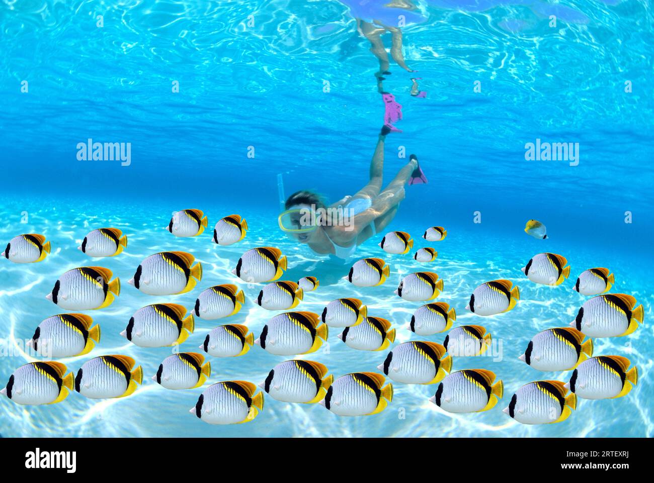 Schnorchelin in der Nähe des Sandbodens, Butterflyfish-Schule im Vordergrund Stockfoto
