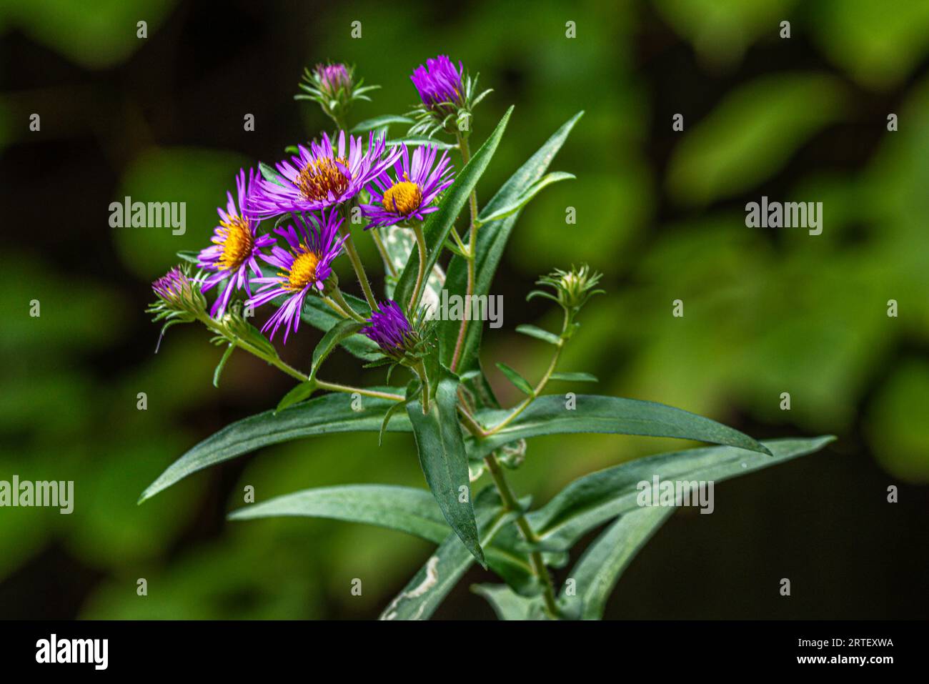 Waldvegetation farbenfrohe Blumen. Bei einem Spaziergang durch den Wald in Kanada können Sie eine üppige, farbenfrohe Vegetation erleben. Stockfoto