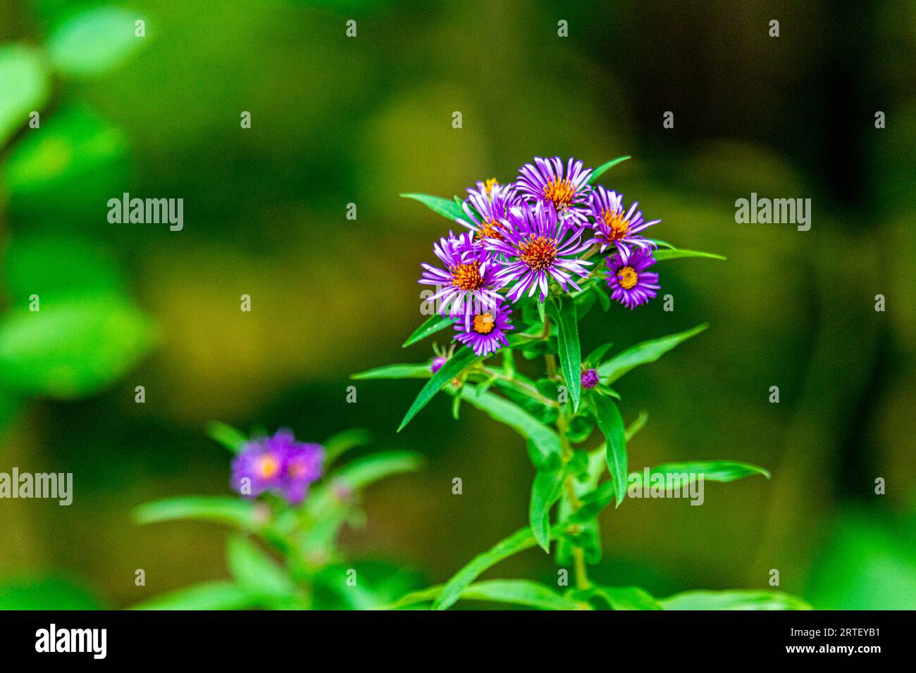 Waldvegetation farbenfrohe Blumen. Bei einem Spaziergang durch den Wald in Kanada können Sie eine üppige, farbenfrohe Vegetation erleben. Stockfoto