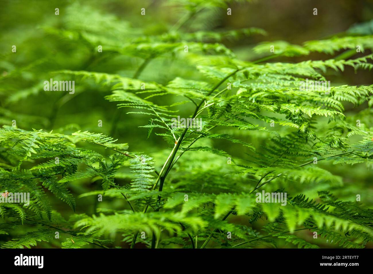 Nahaufnahme von Farnblättern im Wald Stockfoto