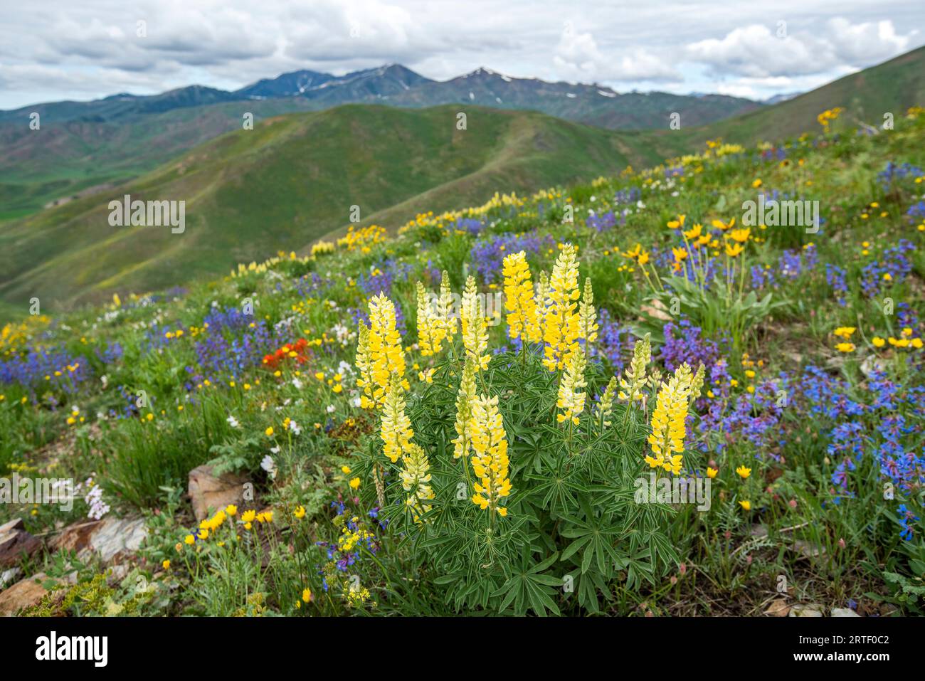 USA, Idaho, Hailey, malerische Landschaft mit Wildblumen entlang des Carbonate Mountain Trail Stockfoto